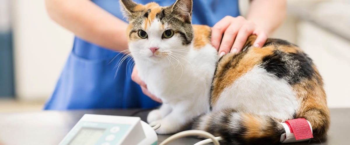 A calico cat on the exam table having its blood pressure taken