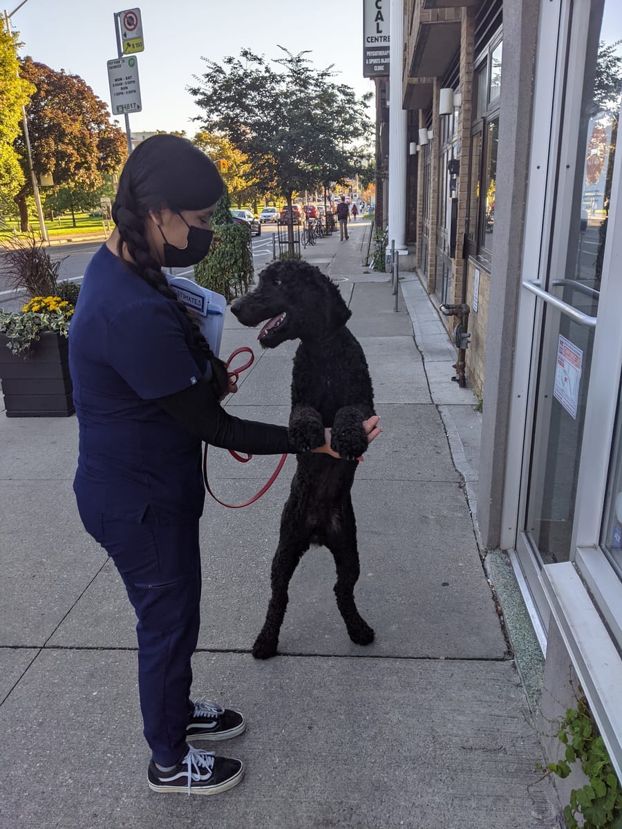 A standard poodle standing up to greet a person in scrubs on the sidewalk outside